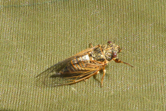 Cicadettini