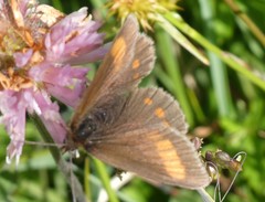 Erebia pharte