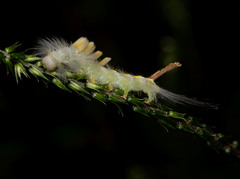 Dasychira suisharyonis