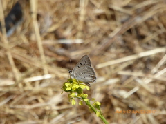 Tharsalea xanthoides