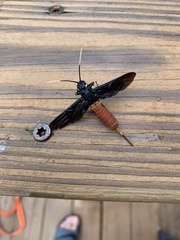 Urocerus cressoni