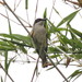 Malabar Woodshrike - Photo (c) Forestowlet, some rights reserved (CC BY-SA)