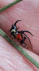 Cyphonia trifida