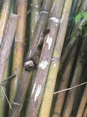 Callithrix geoffroyi