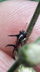 Cyphonia trifida