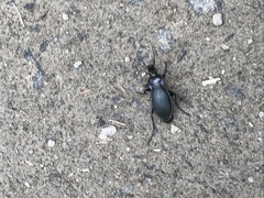 Carabus scheidleri