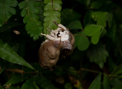 Euhampsonia formosana
