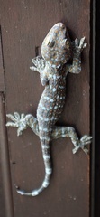 Gekko gecko