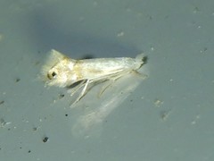 Phyllonorycter quercialbella