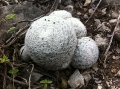 Mammillaria humboldtii