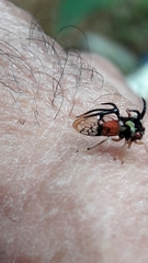 Cyphonia trifida