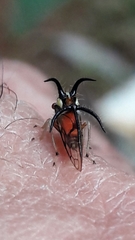 Cyphonia trifida