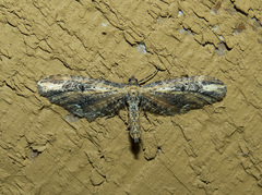 Eupithecia subapicata