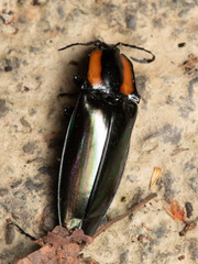 Campsosternus watanabei