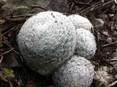 Mammillaria humboldtii