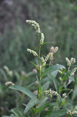 Persicaria tomentosa