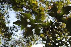 Brachychiton discolor