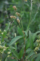 Persicaria tomentosa