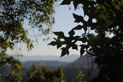 Brachychiton discolor