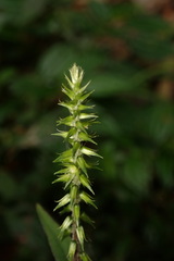 Achyranthes bidentata