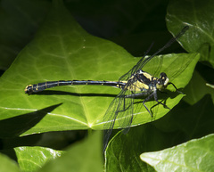 Octogomphus specularis