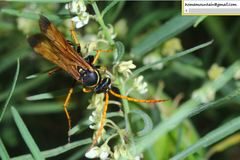 Parabatozonus lacerticida