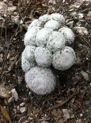 Mammillaria humboldtii