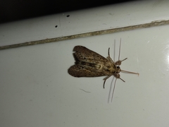 Noctuoidea