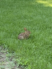 Sylvilagus floridanus