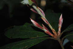 Neolitsea dealbata