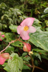 Begonia wutaiana