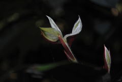 Neolitsea dealbata