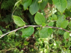 Cotoneaster dielsianus