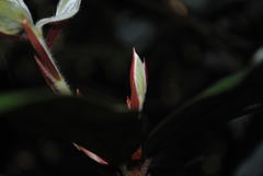 Neolitsea dealbata