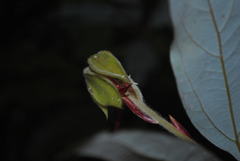 Neolitsea dealbata