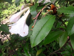 Rhododendron maddenii