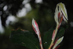 Neolitsea dealbata