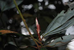 Neolitsea dealbata