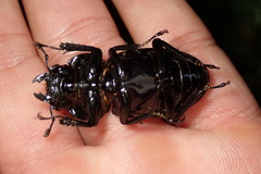 Pseudorhaetus sinicus concolor