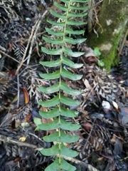 Blechnum hastatum