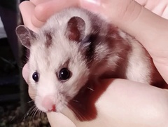 Mesocricetus auratus