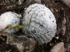 Mammillaria humboldtii