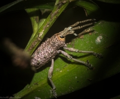 Leptopius setosus