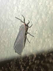 Pygarctia murina