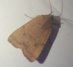 Noctua interjecta