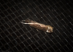 Chaliniastis astrapaea