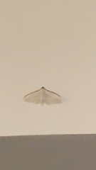 Palpita vitrealis