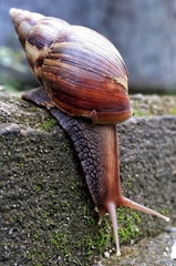 Lissachatina fulica