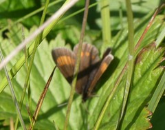 Erebia pharte
