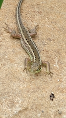 Lacertidae